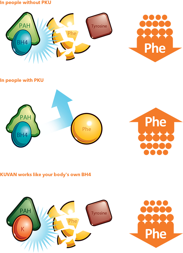 Free Download Problems With High Phe Clipart Tetrahydrobiopterin - Problems With High Phe (602x840)