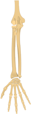 Radius And Ulna Bones - Radius And Ulna - (440x550) Png Clipart Download