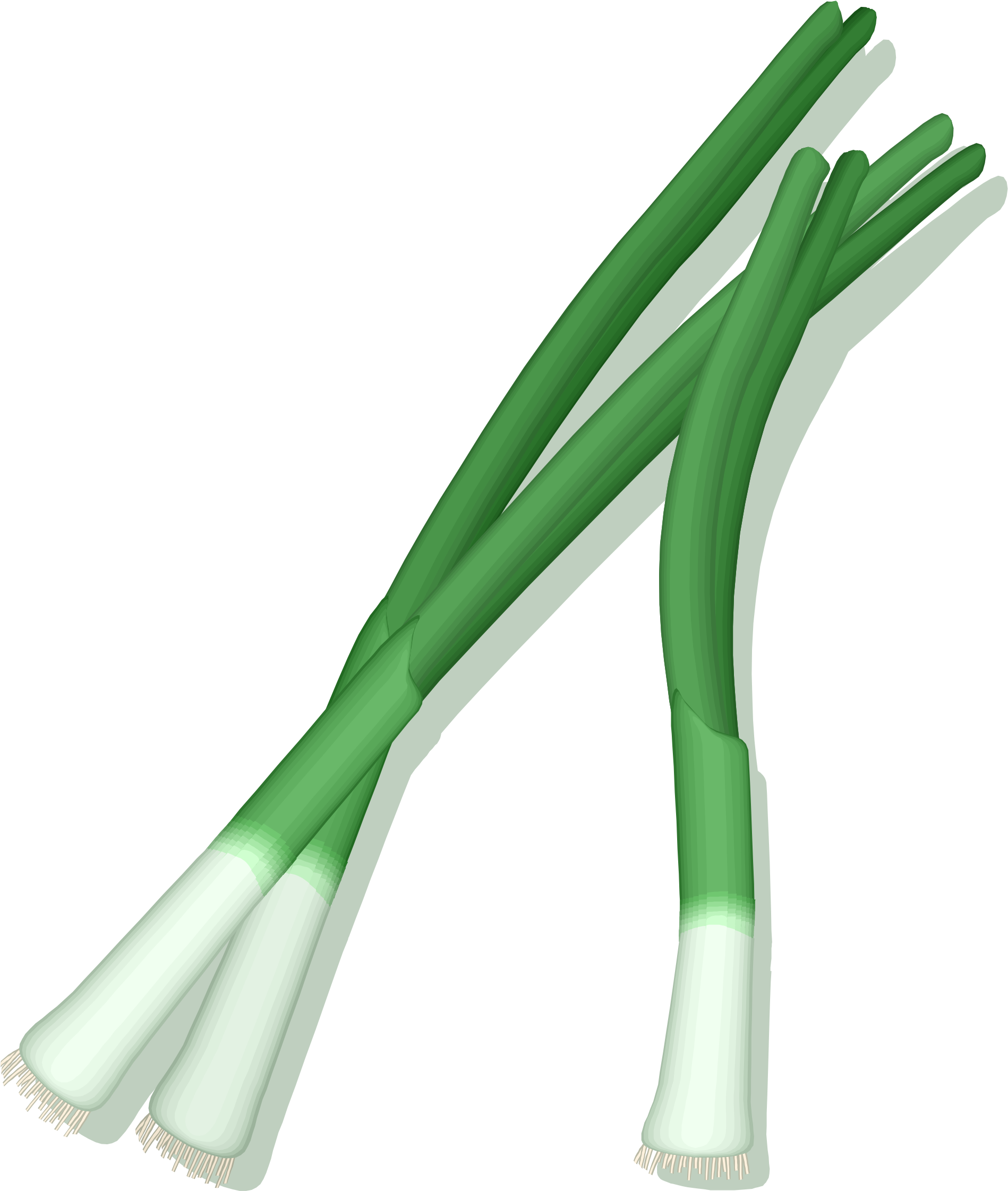 Green Onions Png - Green Onion Vector Png (2000x2349)