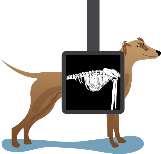 19 Xray Clipart Dog Xray Huge Freebie Download For - Dog X Ray Png (1200x600)