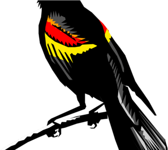 Blackbird Clipart Clip Art - 喜鹊 图片 (640x480)