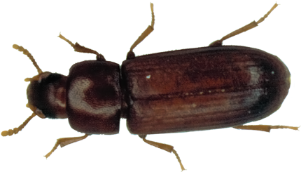 Clip Art Learn About Red Flour - Types Of Beetles In Florida (450x300)