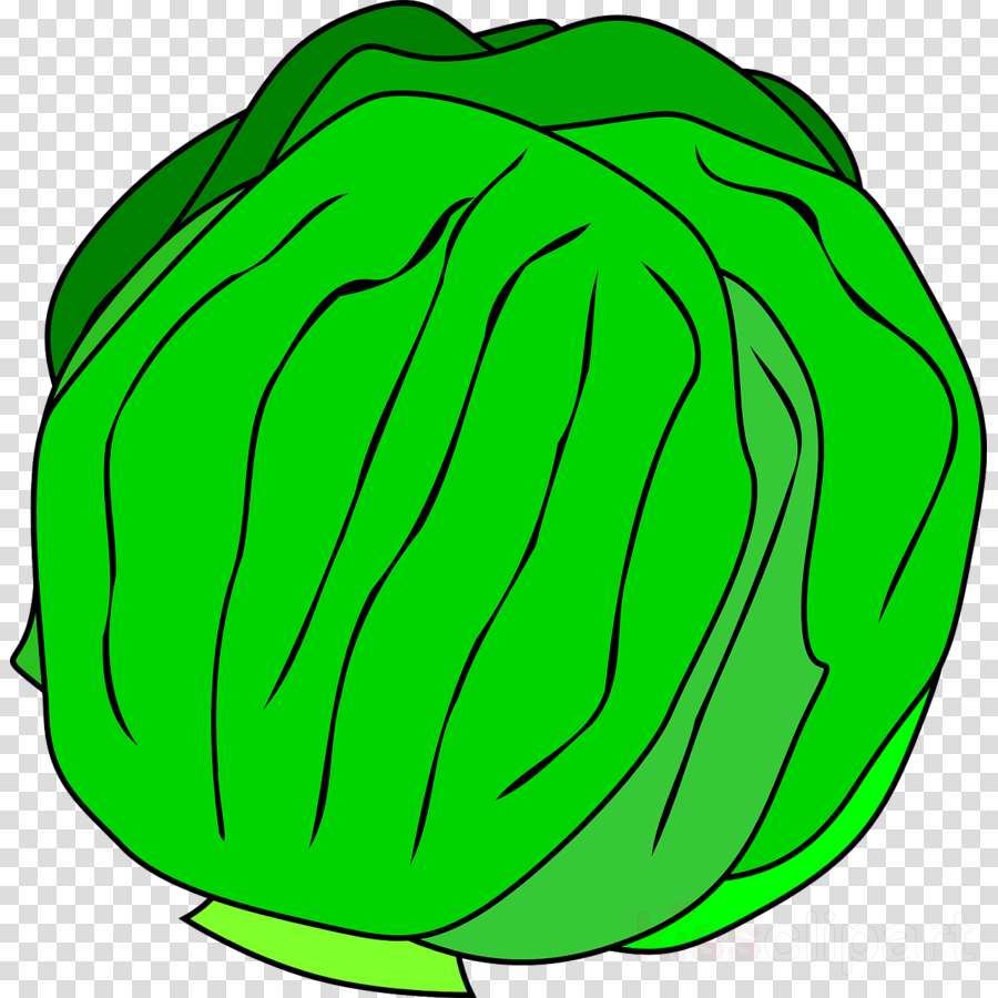 Lettuce Clipart (900x900)