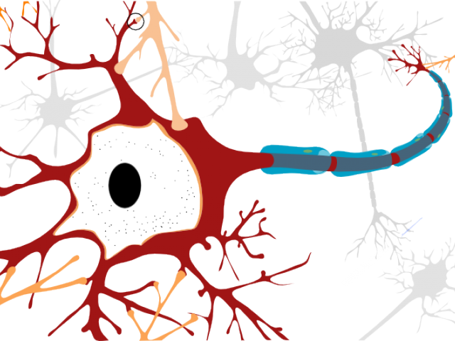 Neuron Clipart Clip Art - Motor Neurone Disease Cell (640x480)