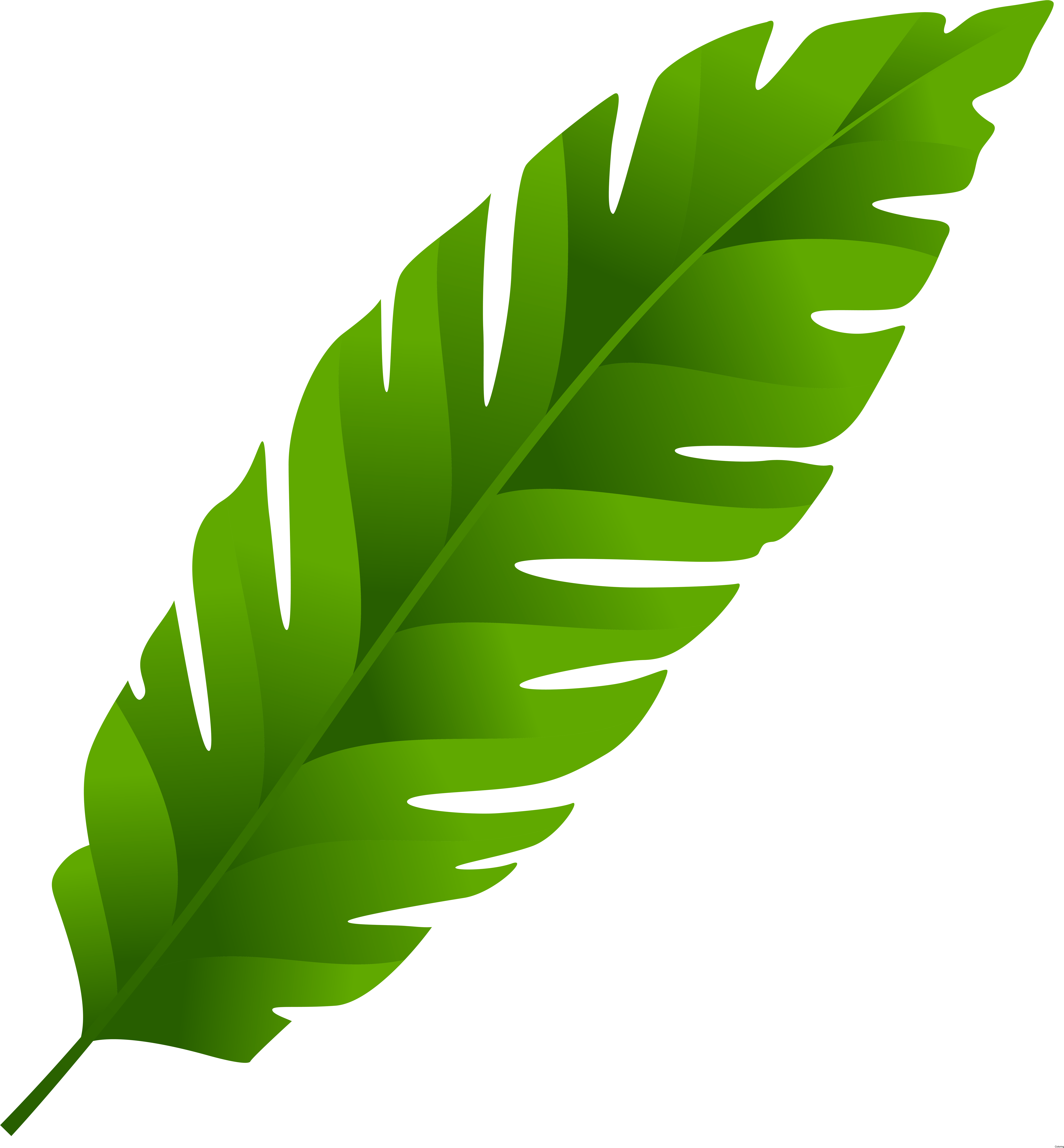 Banana Palm Manuscript Clip Art Leafs Palmleaf - Banana Palm Manuscript Clip Art Leafs Palmleaf (7423x8000)