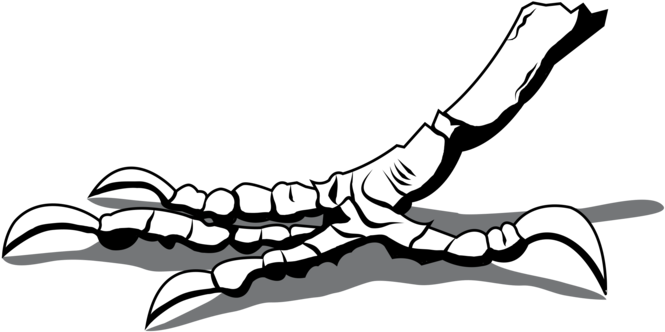 Crow Foot Computer Icons Drawing Leg - Crows Foot (669x340)