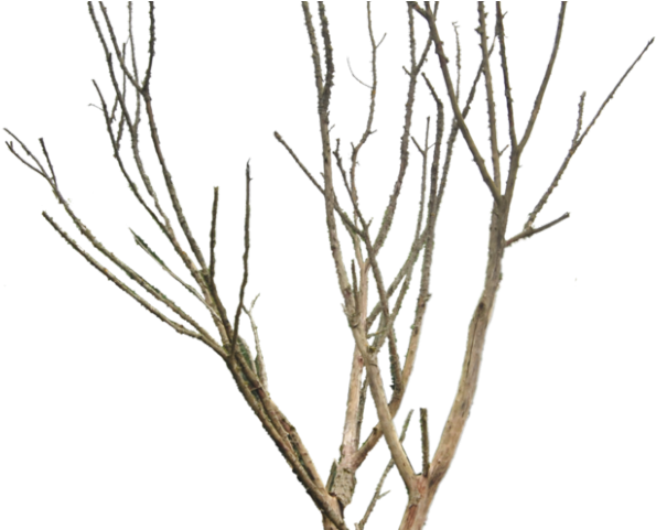 Dead Tree Clipart Desert Png - Dead Tree Png Transparent (640x480)