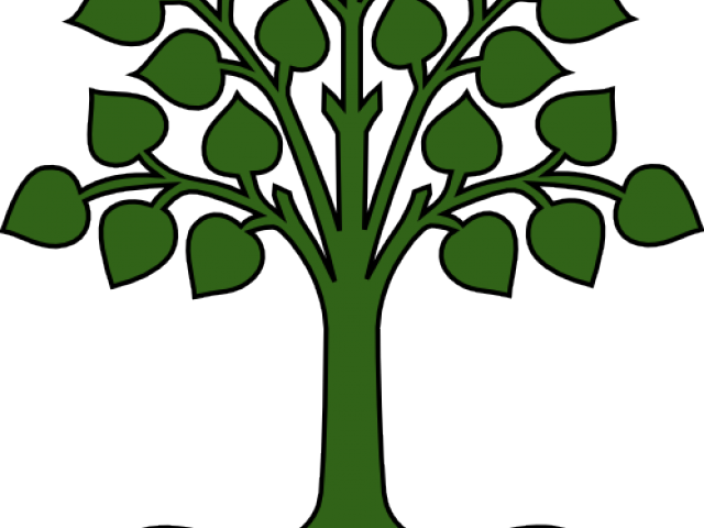 Roots Clipart Texas Root - Canopy Tree And Roots (640x480)