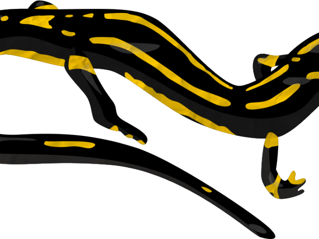 Salamander Clipart Eastern - Salamander Png (640x480)