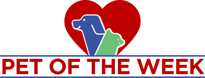 Meet Buzz This Playful, Year Old Australian Cattle - Dog (682x261)