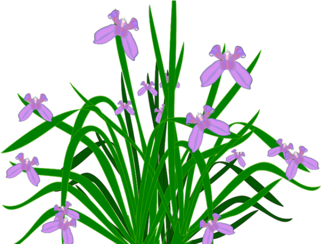 Pot Plant Clipart Healthy Plant - Plants And Flowers Clipart (640x480)