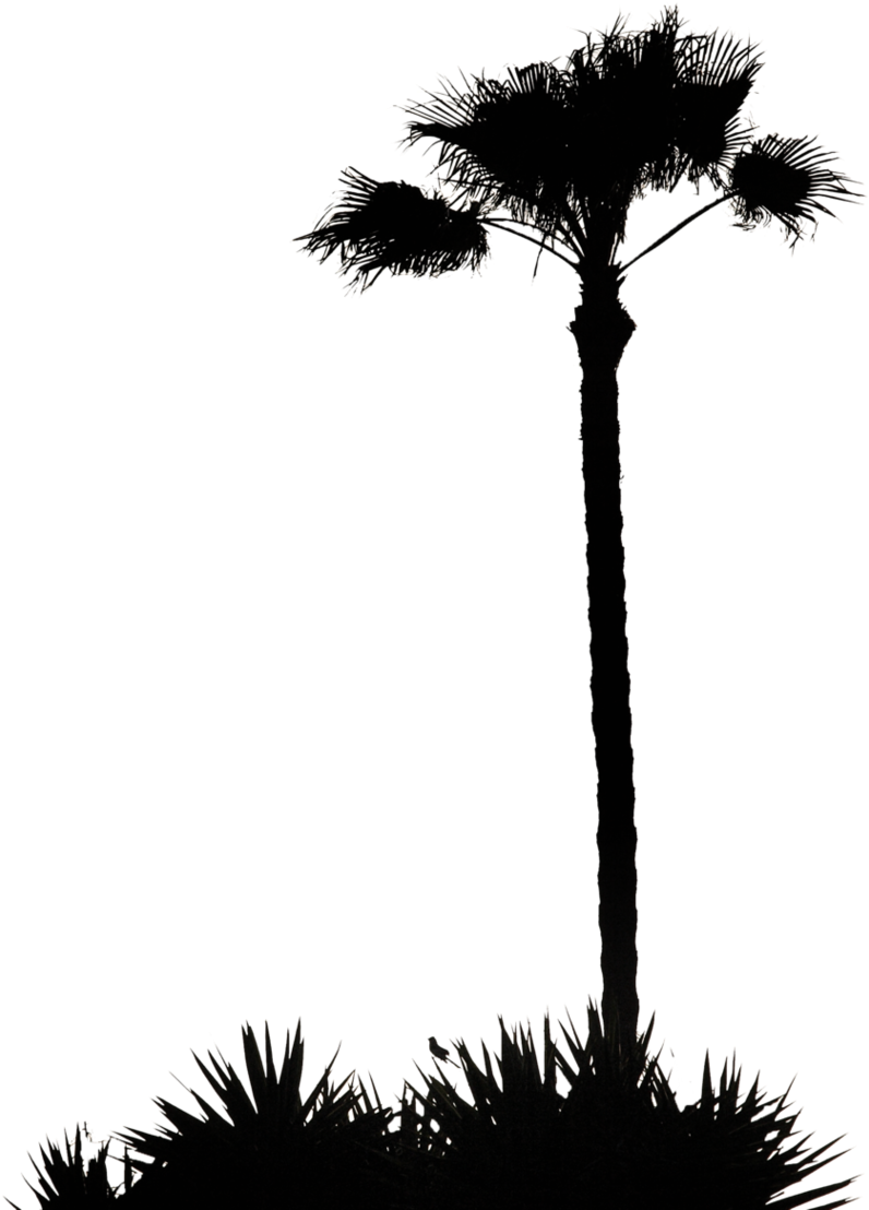 Reflection Clipart Palm Sunday - White Palm Tree Silhouette Png (855x1140)