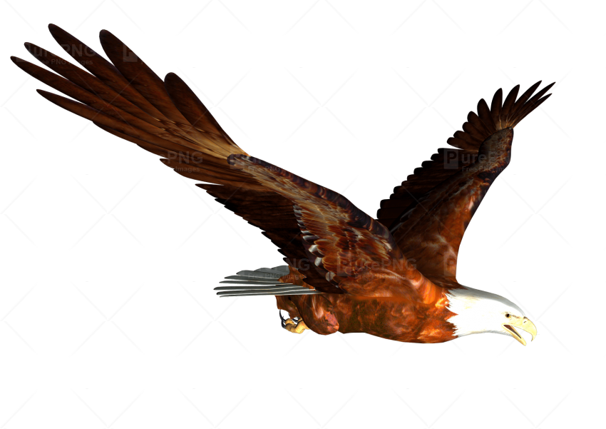 Download Flying Eagle Png Clipart Bald Eagle Clip Art - Hass Hasib Hd Background (850x601)