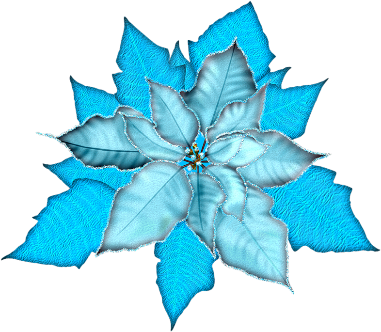 Ch - B *✿* - Christmas Poinsettia Transparent Background (800x800)