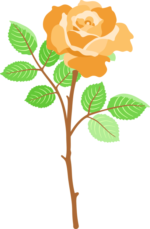 All Photo Png Clipart - Clip Art (493x750)