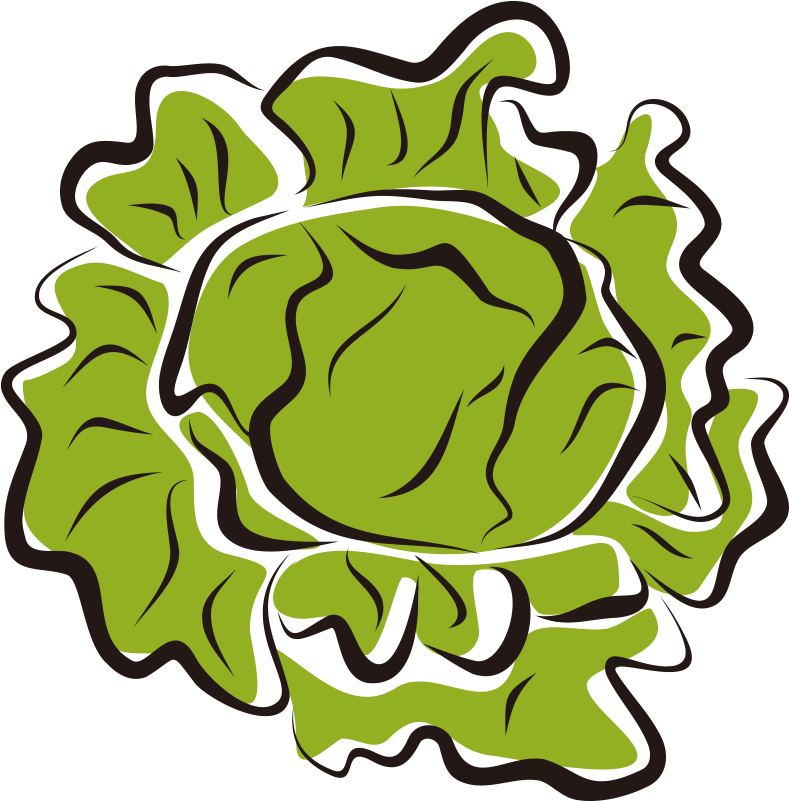Iceberg Vegetable Salad Clip Art Hand Painted - Lettuce Clip Art (800x800)