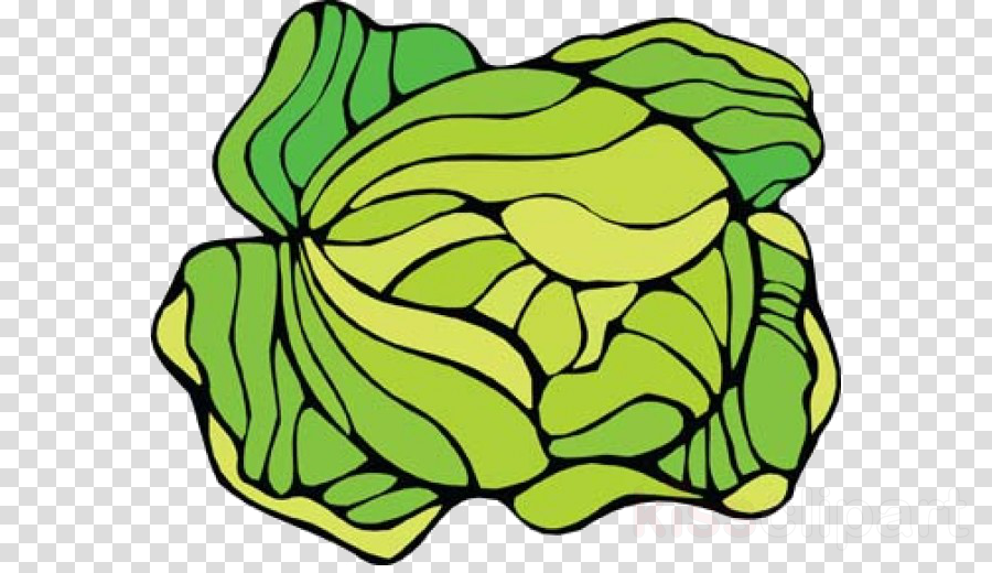 Love Cabbage Clipart Cauliflower Cabbage Clip Art - Eat ... Sleep ... Cabbage Rectangle Sticker (900x520)