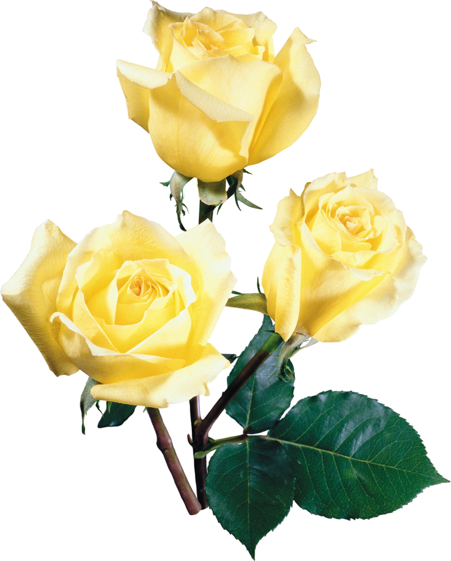 Gül Clipart Garden Roses Austrian Briar Cabbage Rose - Beach Rose (900x1118)