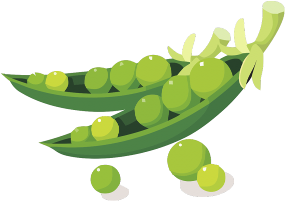 Pea Clipart Soy Bean - Soybean Clipart (640x480)