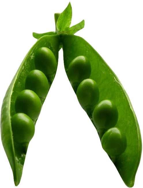 Pea Png Image Purepng Free Cc Library - Green Pea (566x690)