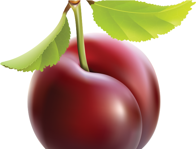 Plum Clipart One - Realistic Fruit (640x480)