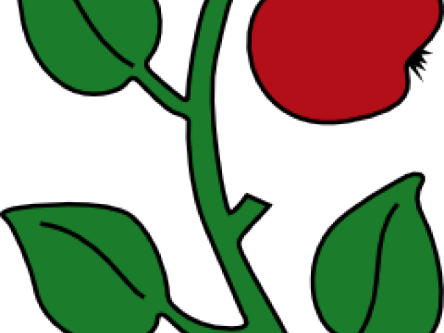 Branch Clipart Apple Tree - Clip Art (640x480)