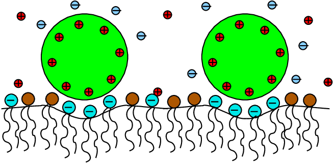 Mixed Lipid Membranes Are Flexible Materials With Compositional - Circle (655x321)