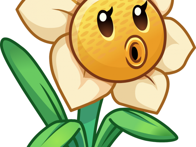 Daffodils Clipart Pumpkin Flower - Narcissus Pvz (640x480)
