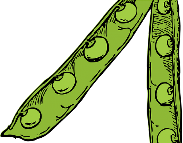 Pea Clipart Plant Producer - Pea Pod Drawing (640x480)