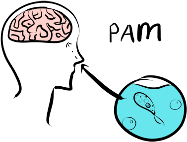 Initial Symptoms Include Fevers, Change In Taste And/or - Primary Amoebic Meningoencephalitis Pathogenesis (500x316)