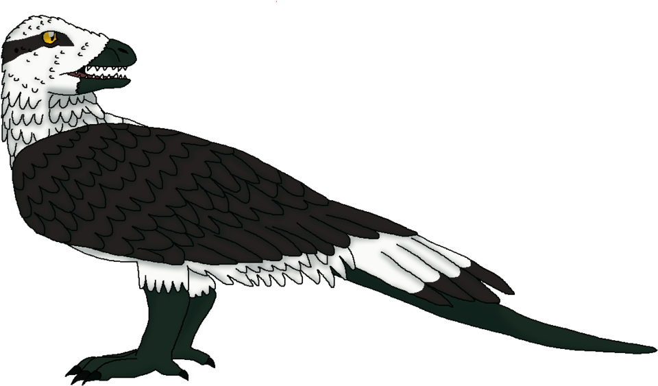 Turkey Vulture (1024x577)