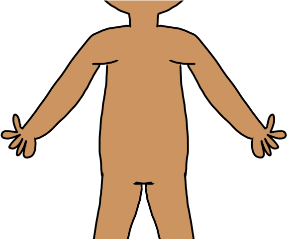 Panda Clipart Standing - Human Body Clipart Png (640x480)