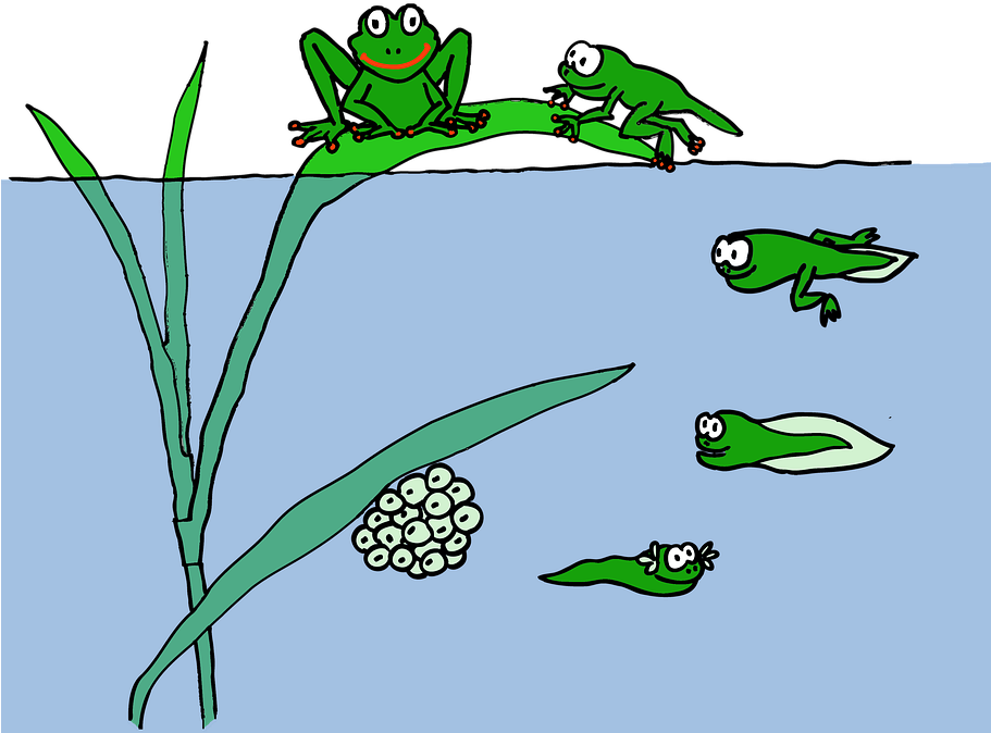 Frog Life Cycle, Accessed From Https - Tadpole To Frog (910x720)
