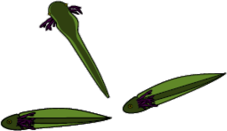 Tadpole Clipart Leg Clipart - Illustration (640x480)