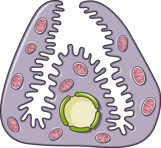 Stomach Wall Border Cell - Cell (631x580)