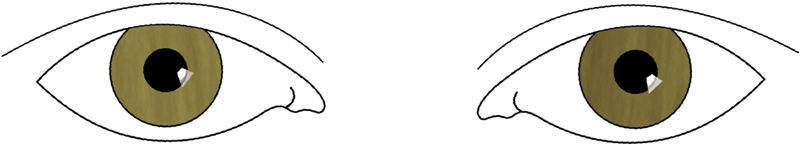 Eyes - Two Eye Png (817x201)
