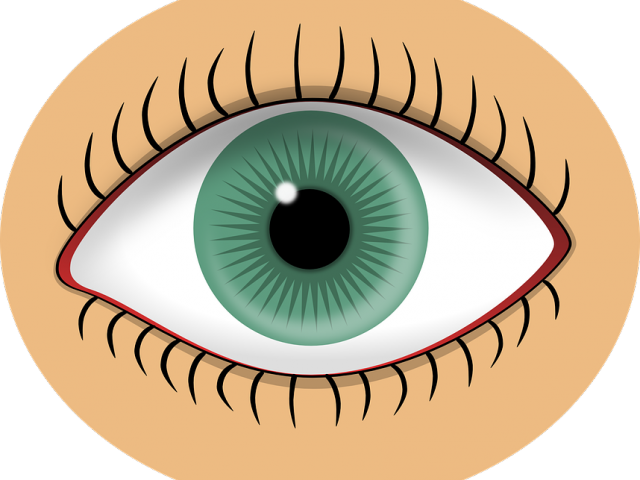 Eyeball Clipart Sight Senses - Sense Of Sight Clipart (640x480)