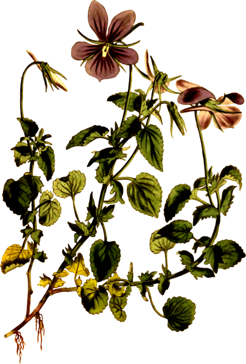 Viola Cornuta Viola Riviniana Botany Drawing Botanical - Botanical Drawings Violet (508x750)