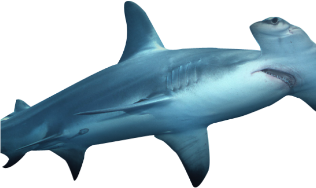 Hammerhead Shark Clipart 3d Shark - Sharks Hammers (640x480)