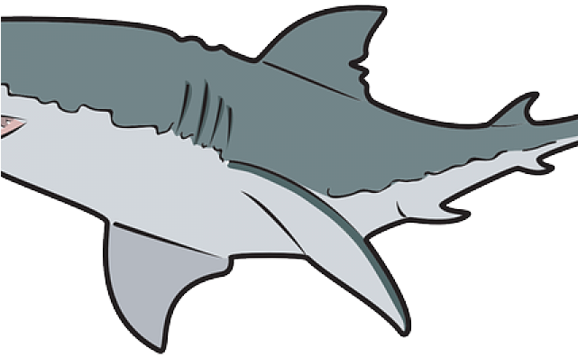 Tiger Shark Clipart Shark Cage - Great White Sharks Clip (640x480)