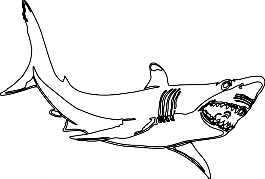 Black And White Shark Clip Art Clipart Great White - Great White Shark Black And White (900x609)
