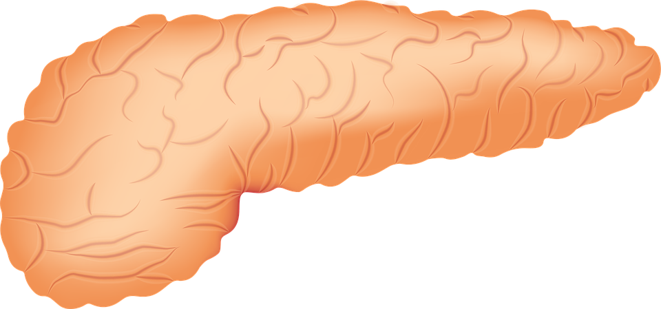 Pancreas Gland (960x449)