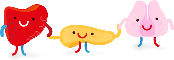 Un Páncreas Feliz Es Un Páncreas Sano - Pancreas Animation (749x264)