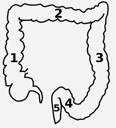 Small - Small - Intestine - Pancreas - Colon Transversum (376x418)