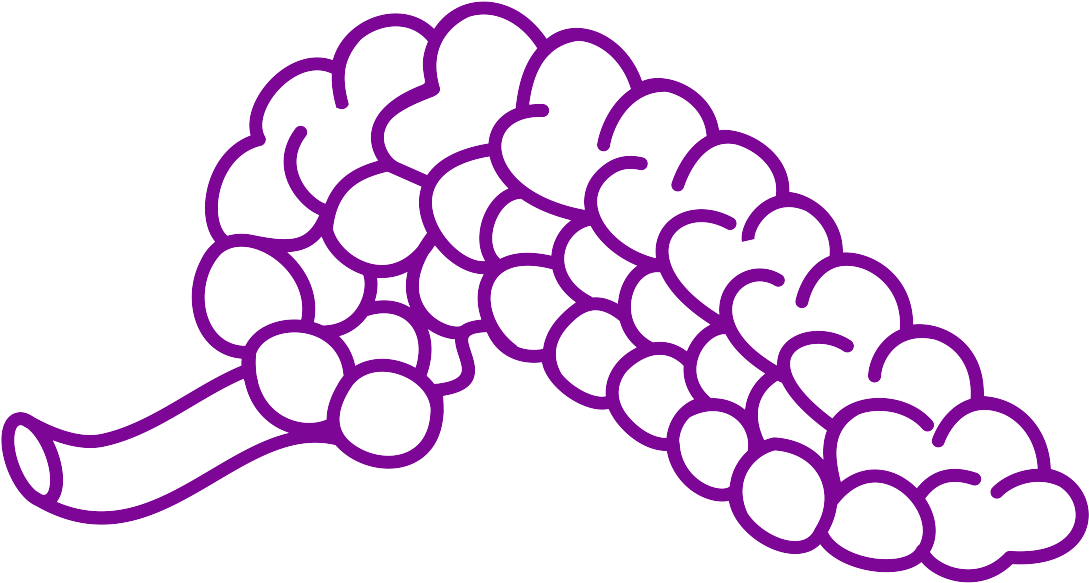 Prediabetes And Hormone Disruptors - Pancreas (1200x1200)