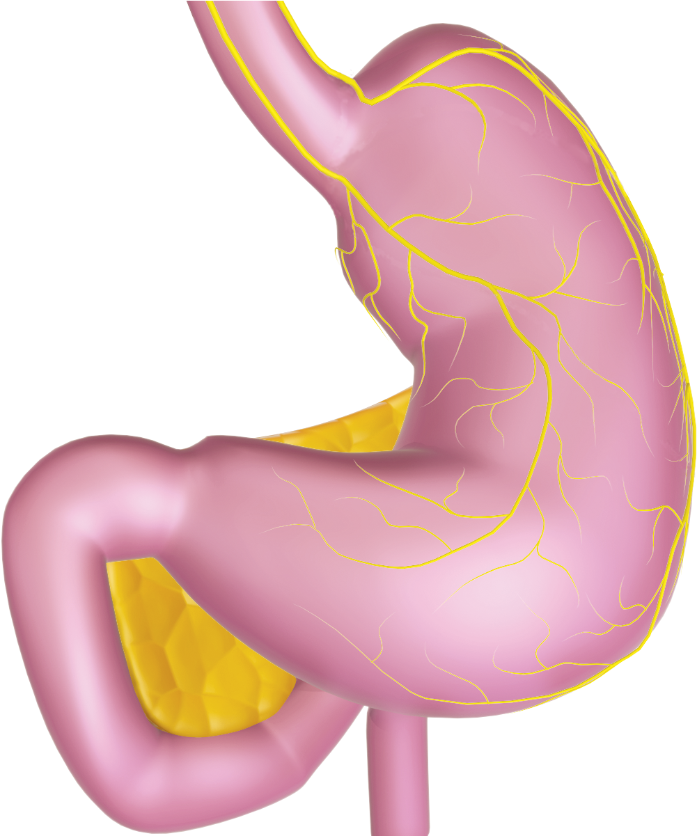 The Vagus Nerve Regulates Many Activities In The Human - Vagus Nerve Stomach (1600x1200)