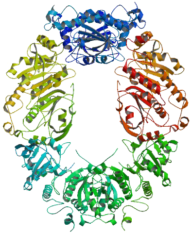 Crystal Structure Of Human Peroxiredoxin 4 - Peroxiredoxin Structure (408x488)