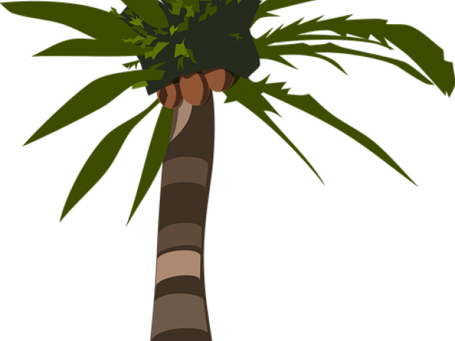 Coconut Clipart Pohon Kelapa - Palm Tree Clip Art (640x480)