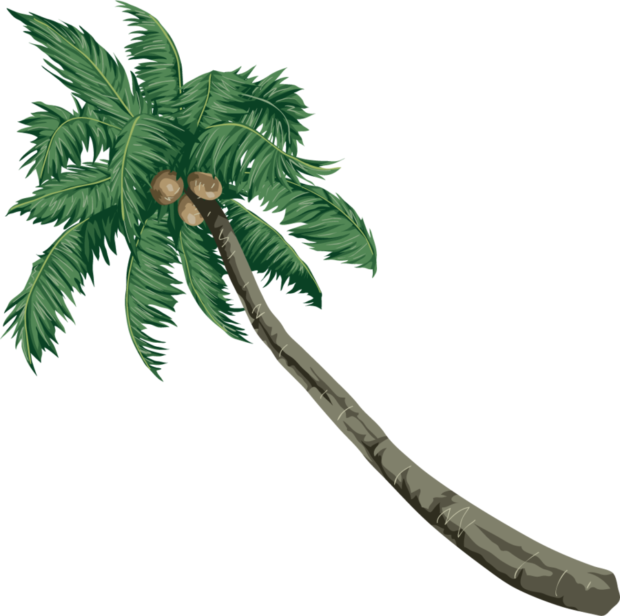 Coconut Clipart Coconut Palm Trees - Coconut (900x895)
