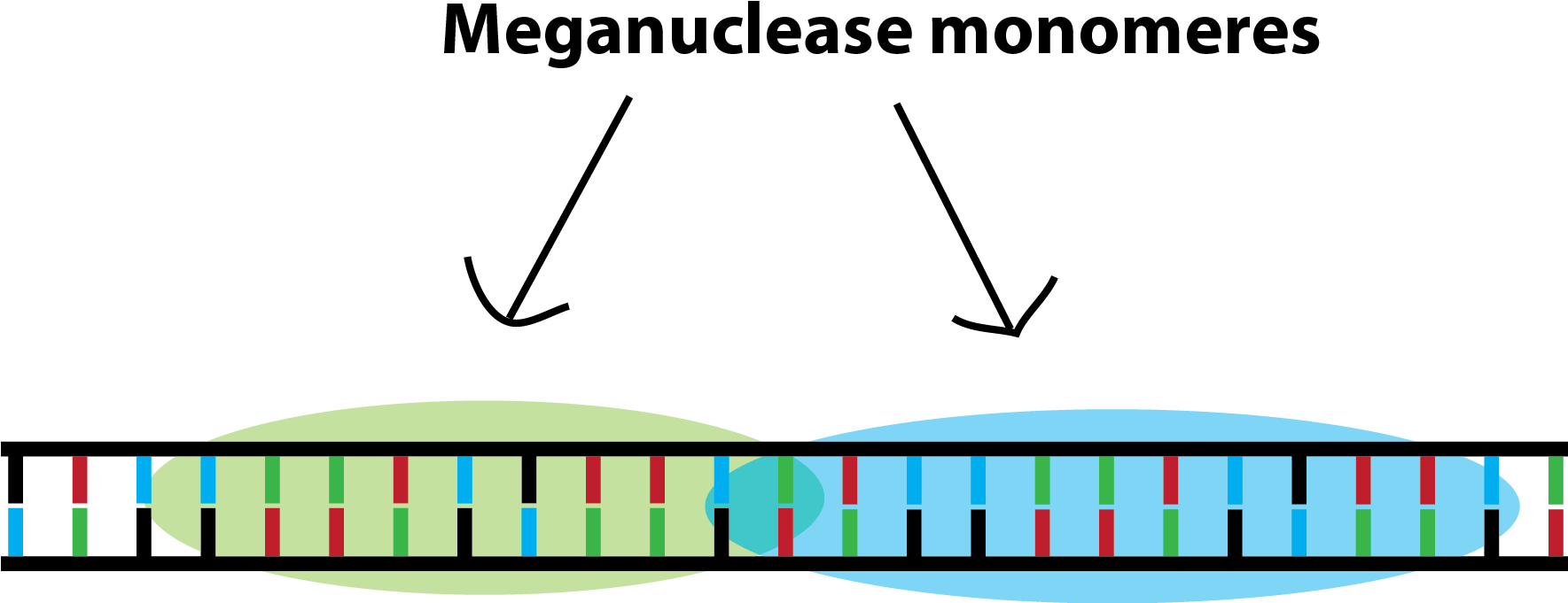 Meganucleases Require Modifications To Target Your - Meganuclease Genome Editing Mechanism (1768x691)